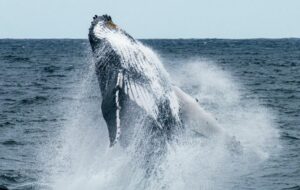 【乞食速報】千葉県でクジラさんが大量に打ち上がる！お前ら急げ！