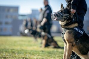 【画像】初出勤の警察イッヌ、わずか4分で行方不明者を見つけるｗｗｗｗｗｗｗｗｗｗ