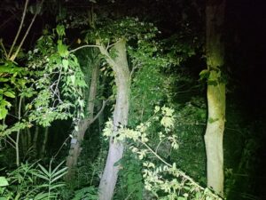 【実況】深夜だけど寝れないから山にカブトムシ探しに行くぞｗｗｗｗｗｗｗｗｗｗｗｗ