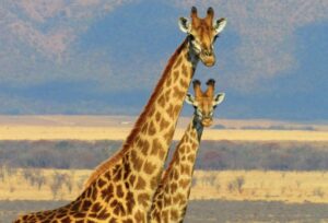 【動画】キリンさん、子どもがライオンに襲われるも見事ワンパンノックアウトｗｗｗｗｗｗ