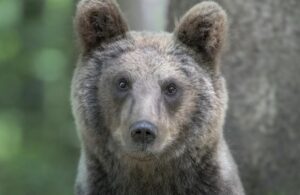 【画像】絶対にヒグマに襲われない最強の家ｗｗｗｗｗｗｗｗｗｗｗｗｗｗｗｗｗｗ