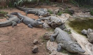 【動画】ワニさん🐊、大好物の魚をもらう