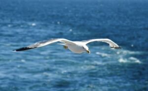 【動画】カモメとかいう鳥さん、生物として強すぎる