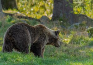【画像】クマに襲われた時に軽傷で済む方法、秋田大学により解明される