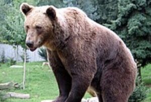 【動画】陽キャ、何も使わずにクソデカ熊を撃退してしまう