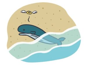 【海岸にクジラ4頭が打ち上げられる】クジラの大事なところを触る人や歯を切り取って持ち去る人も…