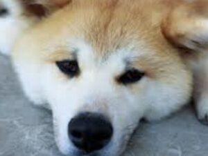 【動画】バカデカい熊、イヌに瞬殺されてて草wwww