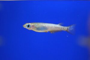 【画像】メダカ池、浮き草に完全侵食されて滅びるｗｗｗｗｗｗｗｗ