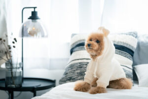 【悲報】キムタク「犬に服着せるのは人間のエゴだよね」上沼「うちの犬は『お母さんありがとう、あったかいよ』と言ってたけど？」