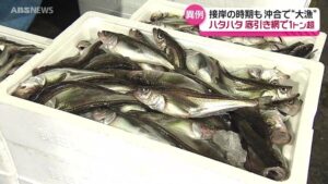 【悲報】秋田県さん、資源量減少のペースが早くなったので獲り尽くす方向に切り替える