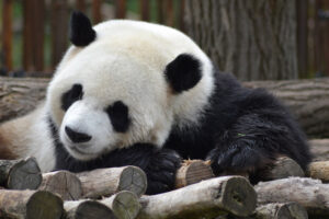 【画像】中国「パンダ返して」アメリカ「ほいよｗ」