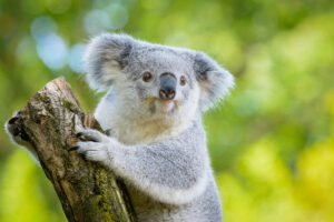【画像】オーストラリア人に妻を狙撃されたコアラさんの様子がこちら…