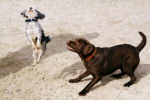 【動画】大型犬さん、小型ガイジーヌをわからせる