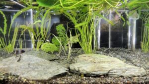 飼ってたヤマトヌマエビ全部死んでて草