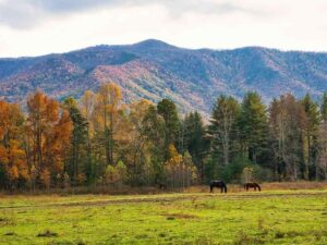 【動画】アメリカの山間を走るアトラクション、正気を保てないレベル