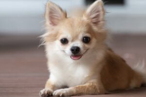 【画像】おっぱいがデカすぎるチワワ、都内で見つかるwwwwwww
