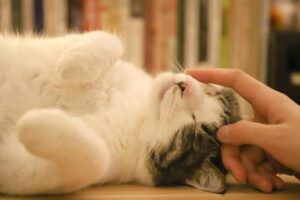 【画像】猫カフェ行って来たったｗｗｗｗｗｗ