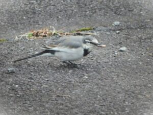 地面をトコトコ歩く謎の鳥の正体ｗｗｗｗｗｗｗ