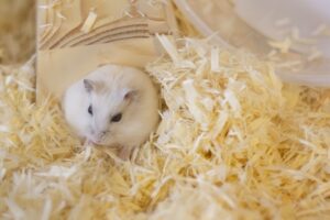 【悲報】ワイのヨッメ、飼っているハムスターを殺す