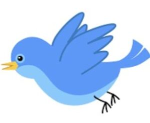 鳥、めちゃ知的な鳥の巣をDIYしてしまうwwwwwwwww