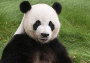 【動画】パンダさん、発情して女性従業員をレ■プしてしまう