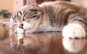 【朗報】猫の寿命爆増させる薬、遂に開発