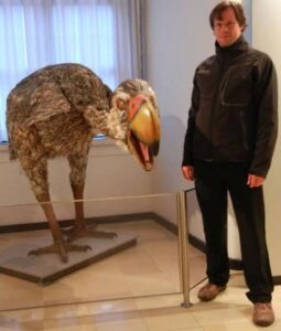 【画像あり】絶滅したこの鳥、ガチで強そうｗｗｗｗｗｗｗｗｗｗｗ