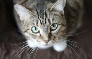 【動画】猫とかいう最強のパルクーラーｗｗｗｗｗｗｗｗｗ