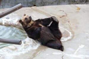 【画像】登別クマ牧場の歴代ボス達を紹介していくスレ