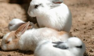 【閲覧注意】ウサギ、ネコに襲われる