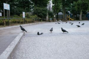 【画像】大久保公園の立ちんぼ、限界突破