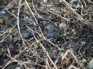 【校庭でよく見る…】「ワカメみたいな謎の物体」正体は？「コリコリ・無味無臭」実は食べられる！？