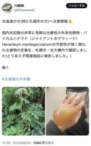 【画像】北海道で超危険な外来植物が見つかるwwwwwwwwww