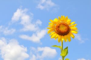 【悲報】来週　月35℃　火38℃　水37℃　木36℃　金35℃
