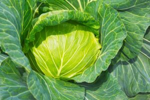 【画像】「JA」を介さずに野菜を売ろうとした農家の末路、ヤバ過ぎる