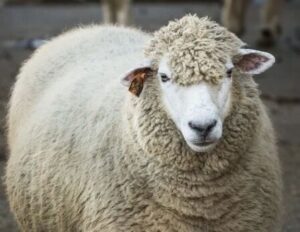 【動画】羊さん、鉄製の箱の中でライフが1になってしまうwwwwww