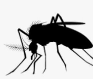 お前らの家に『網戸してるのに』虫が入ってくる理由がこれwww