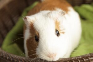 【動画】メスガキが救出したペット、即人生終了へ