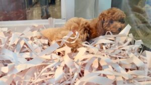 元ペットショップ店員ワイ、ガチで３０万円以下の犬を買うのだけは止めておけ
