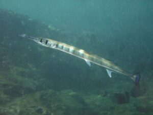 【画像】「ダツ」とかいう魚、人を殺す事に特化しすぎている