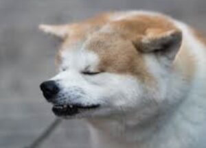 腹を空かせたイッヌ、うまそうに畑を荒らしてて草wwww