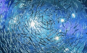 【悲報】魚類、クソアホ生物だった