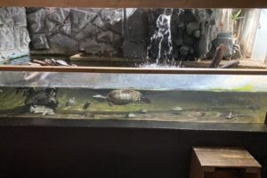 迷惑客が水槽におにぎりゲロ → 動物園長ブチギレでX投稿ｗｗｗｗｗｗｗ