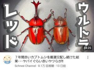 【画像】Youtuber「赤いカブトムシと赤いカブトムシ交配させてもっと赤いカブトムシ作っていくぞ！」→7年後。。。