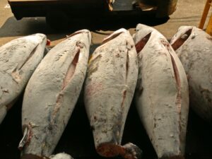 【画像】マグロ食ってきたから自慢する