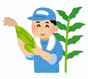 【新潟】畑からトウモロコシ900本盗まれてしまう
