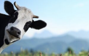 【動画あり】牛『牛チャンネルの、牛です』←こいつが出してそうな動画
