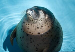 【動画】飼育員のお姉さんに甘えるアザラシ、お前らにそっくり