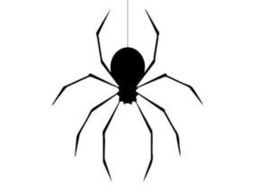 【画像】マジでデカすぎる超巨大クモが怖すぎる