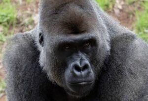 【動画】たぬきさん、ゴリラにぶっ殺されてしまう
